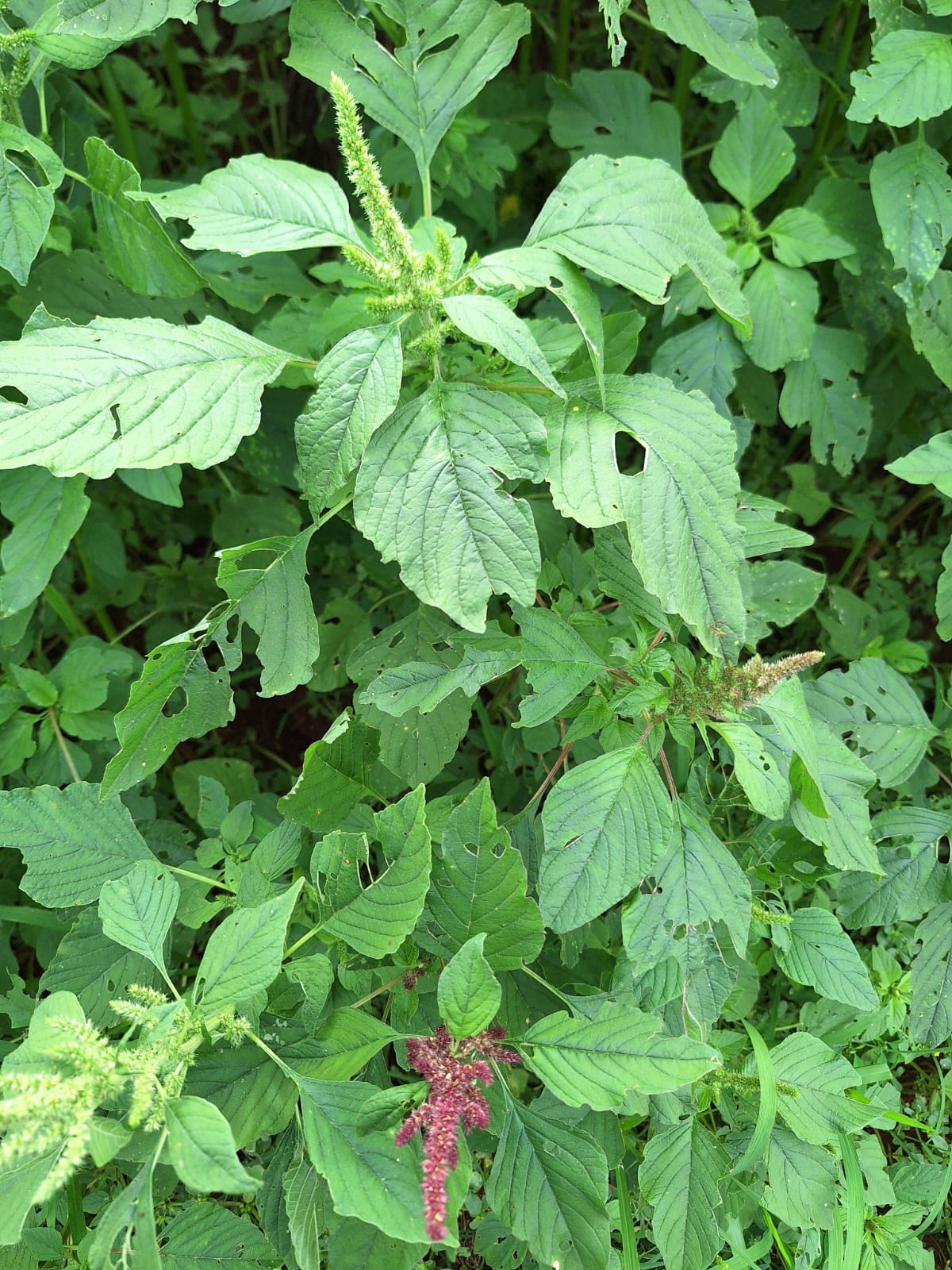 Avanço de plantas daninhas em sistemas com soja preocupa e reforça necessidade de manejo integrado
